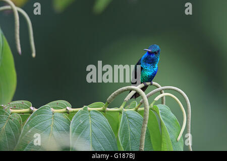 Blu Zaffiro chinned (Chlorestes notatus) Foto Stock