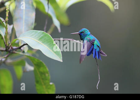 Blu Zaffiro chinned (Chlorestes notatus) Foto Stock