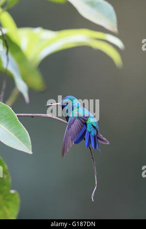 Blu Zaffiro chinned (Chlorestes notatus) Foto Stock