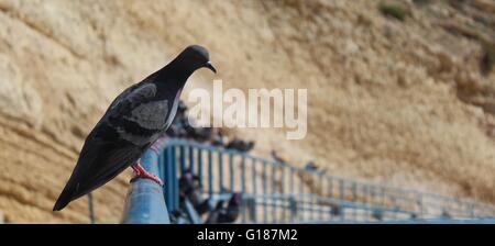 Un kit di piccioni seduto su una rotaia Foto Stock