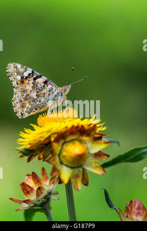 Farfalla in appoggio su un fiore Foto Stock