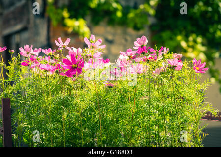 Blooming cosmos fiori su una strada della città sullo sfondo Foto Stock