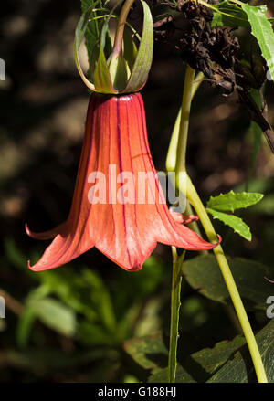 Canarina canariensis (canarino, bicacaro) in fiore nel bosco di monteverde a novembre vicino a Teno alto, Tenerife, Isole Canarie, Spagna Foto Stock