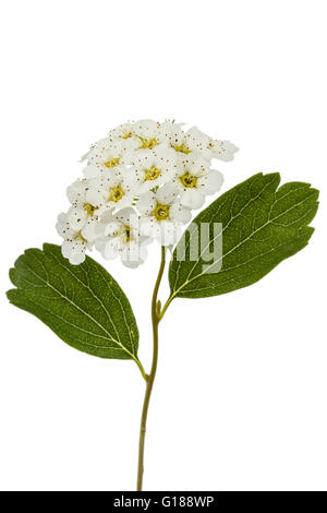 Fiori di Spirea aguta (spose corona), close-up, isolato su sfondo bianco Foto Stock