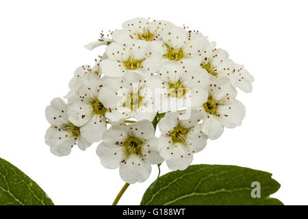 Fiori di Spirea aguta (spose corona), close-up, isolato su sfondo bianco Foto Stock