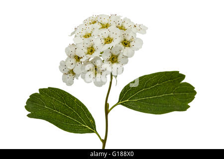 Fiori di Spirea aguta (spose corona), close-up, isolato su sfondo bianco Foto Stock