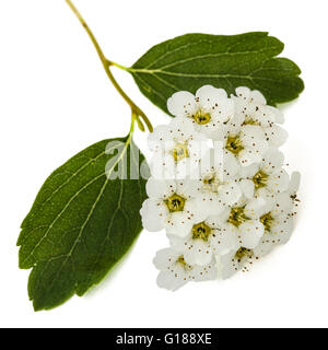 Fiori di Spirea aguta (spose corona), close-up, isolato su sfondo bianco Foto Stock