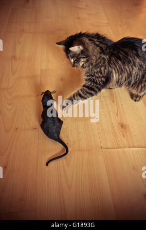 Domestico gatto tabby riproduzione interna con un ratto in plastica Foto Stock