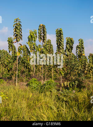 Penisola di OSA, COSTA RICA - Due anni di alberi di teak sullo sviluppo sostenibile la piantagione di teak. Tectona grandis Foto Stock