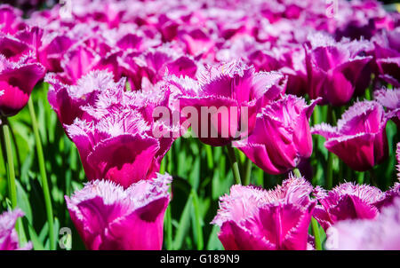 I tulipani. Radura di viola tulipani nel parco. Keukenhof. Holland. Foto Stock