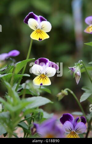 Viola tricolore, o viola cornuta o noto anche come Viola Johnny Jump Up un fiore commestibile usato in insalata. Foto Stock