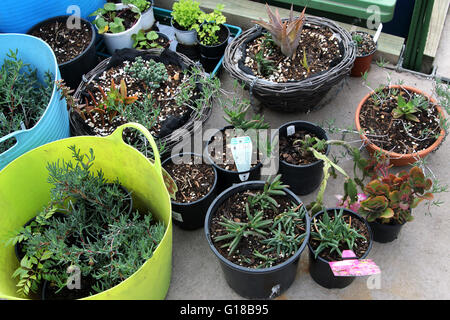 Miscelati varietà di piante succulente in una pentola Foto Stock