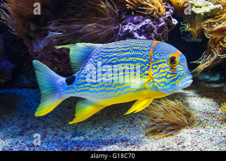 Blu-lined orata (Symphorichthys spilurus), Oceanic Museum di Monaco Foto Stock