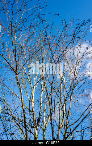 Argento betulla contro il cielo blu in primavera Foto Stock