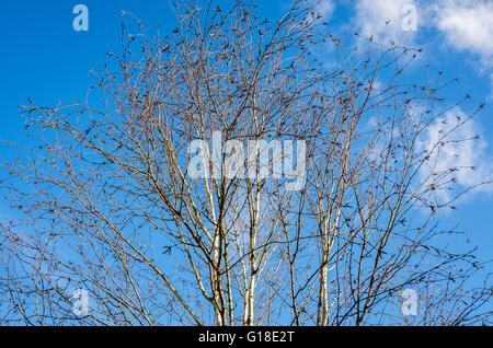 Argento betulla contro il cielo blu in primavera Foto Stock