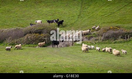 Gli ovini e i bovini di razza verso un cancello vicino SOAR MILL COVE, Devon, Inghilterra. Foto Stock