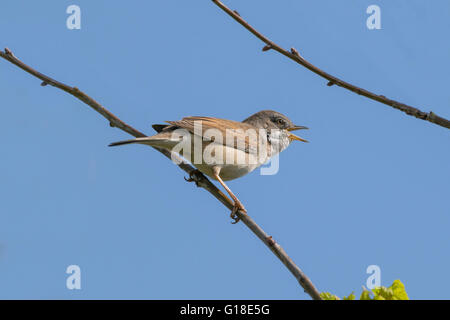 Whitethroat cinguettio degli uccelli di distanza mentre appollaiato su un ramo Foto Stock