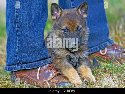 Pastore Tedesco cucciolo, cinque settimane di posa, coccole alla gamba umana Foto Stock