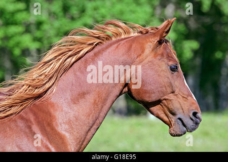 Arabian Horse, castagno Stallone, testa ritratto closeup Foto Stock