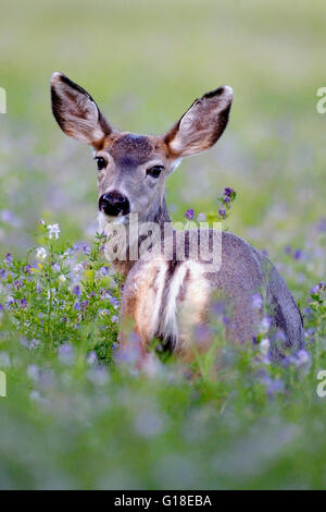 Mule Deer nel campo della fioritura di fiori di erba medica Foto Stock