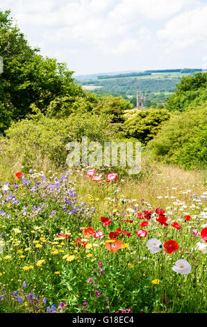 Poppies in un selvaggio fiore prato in Buckland Monachorum Yelverton Devon Foto Stock