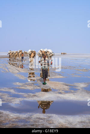 Etnia Afar uomo carovane di cammelli che trasportano blocchi di sale nella depressione di Danakil, regione di Afar, Dallol, Etiopia Foto Stock