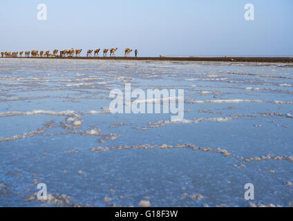 Carovane di cammelli che trasportano blocchi di sale nella depressione di Danakil, regione di Afar, Dallol, Etiopia Foto Stock