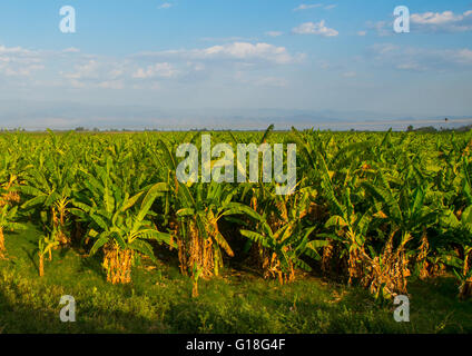 Piantagione di banane nella Rift Valley, Gamo gofa omo, Arba Minch, Etiopia Foto Stock