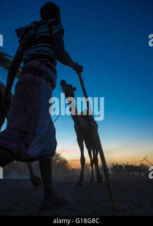 Camel caravan in Danakil deserto al tramonto, regione di Afar, Afambo, Etiopia Foto Stock