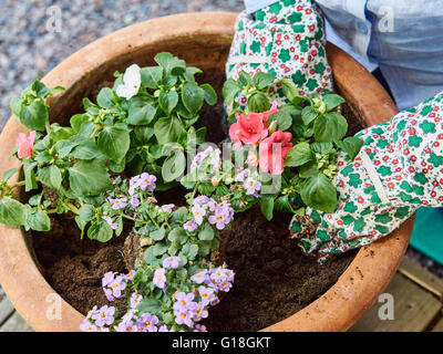 Donna matura il giardinaggio, ella piantare fiori, close up Foto Stock