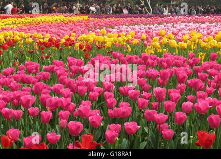 Changchun, la Cina della provincia di Jilin. 11 Maggio, 2016. Shutterbugs scattare foto di fioritura tulipani a Changchun Park di Changchun, capitale del nord-est della Cina di provincia di Jilin, 11 maggio 2016. Credito: Lin Hong/Xinhua/Alamy Live News Foto Stock