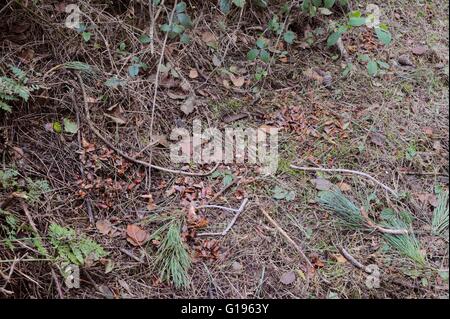 Pini Larici, Pinus nigra laricio coni, detriti dopo alimentazione di scoiattolo grigio, Wales, Regno Unito Foto Stock