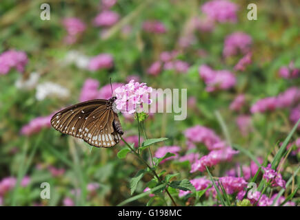 Il corvo comune butterfly, Euploea Core, si nutrono di fiori di colore rosa. Il marrone scuro butterfly con macchie bianche sul parafango e il corpo. Foto Stock