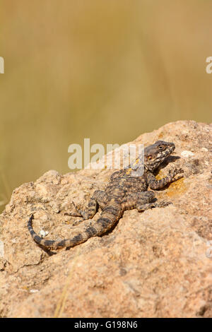 Stellagama stellio, Agama lizard crogiolarsi sulla roccia Foto Stock