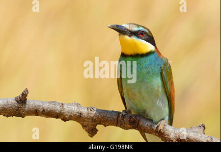 Unione Bee eater close up Foto Stock