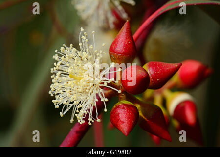 Fiori di eucalipto close up Foto Stock