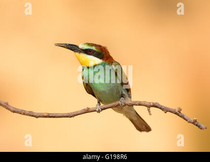 Unione Bee eater Foto Stock