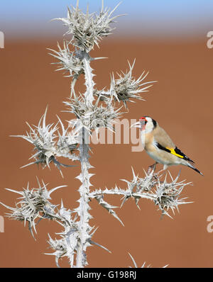 Cardellino feed su thorn Foto Stock