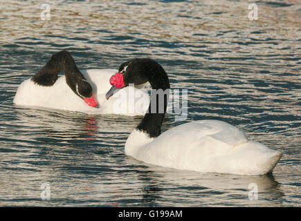 Nero-colli (Swans Cygnus melancoryphus), selvaggi. Puerto Natales, Patagonia cilena Foto Stock