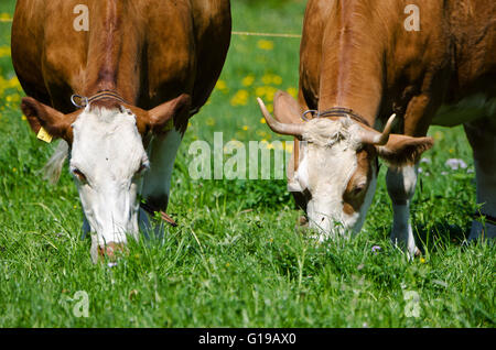 Vacche con e senza corna di pascolare su prato, Schrnachtal, Kandertal, alpi Bernesi, Svizzera Foto Stock