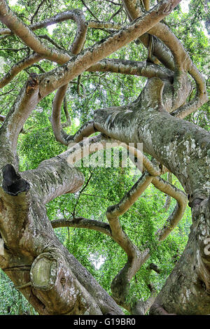 Sri Lanka, centro provincia, Kandy, Peradeniya Giardino Botanico, amorevole coppie e ficus benjamina (moraceae) Foto Stock