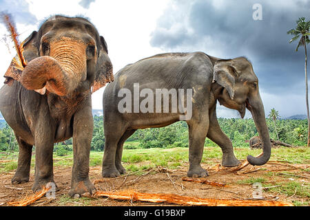 Famiglia di elefanti all'Orfanotrofio degli Elefanti di Pinnawela, Sri Lanka Foto Stock