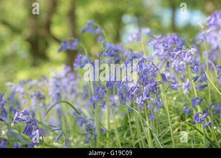 Close up bluebells morbido in un bosco inglese in primavera. Foto Stock