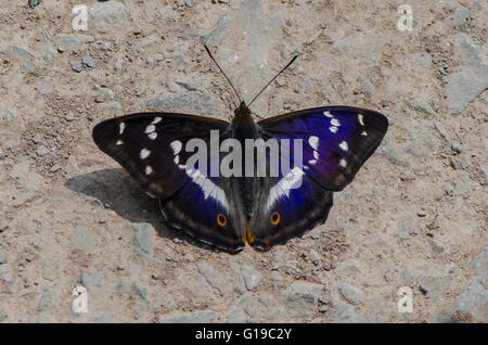 Maschio imperatore viola butterfly (Apatura iris) Foto Stock