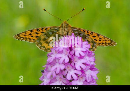 Verde scuro Fritillary farfalla sulla Orchide Foto Stock