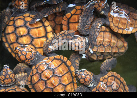 Le tartarughe verdi (Chelonia Mydas), Turtle Hatchery, Kosgoda, Sri Lanka, Oceano Indiano, Asia Foto Stock