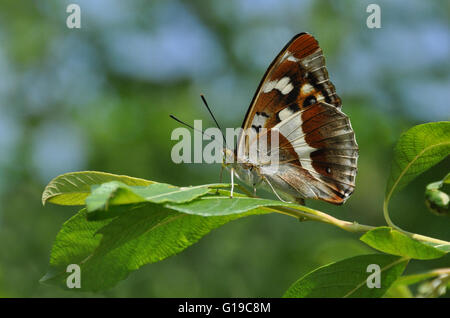 Viola imperatore farfalla sulla Sallow Foto Stock