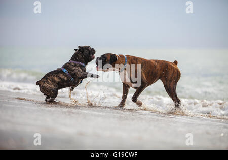 Bulldog francese e cane boxer giocando sulla spiaggia Foto Stock