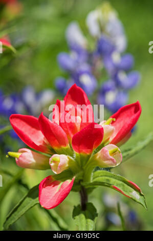 Red Indian Paintbrush fiori selvaggi con bluebonnets in background Foto Stock