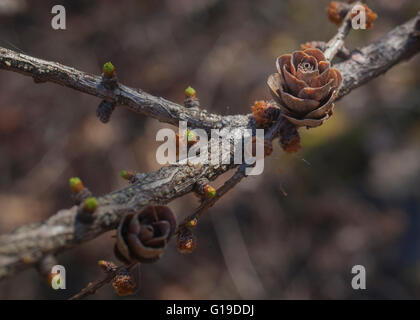 Germogliando Larice nelle montagne del Berkshire del Massachusetts occidentale. Foto Stock